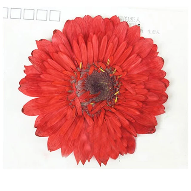 

Large Gerbera Dried flowers specimens press flower DIY handmade material 10pcs