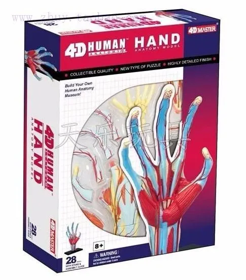 

4D MASTER puzzle assembling toys / human hand 28pcs assembled set model structure model of medical use 10.6*6.9*15cm