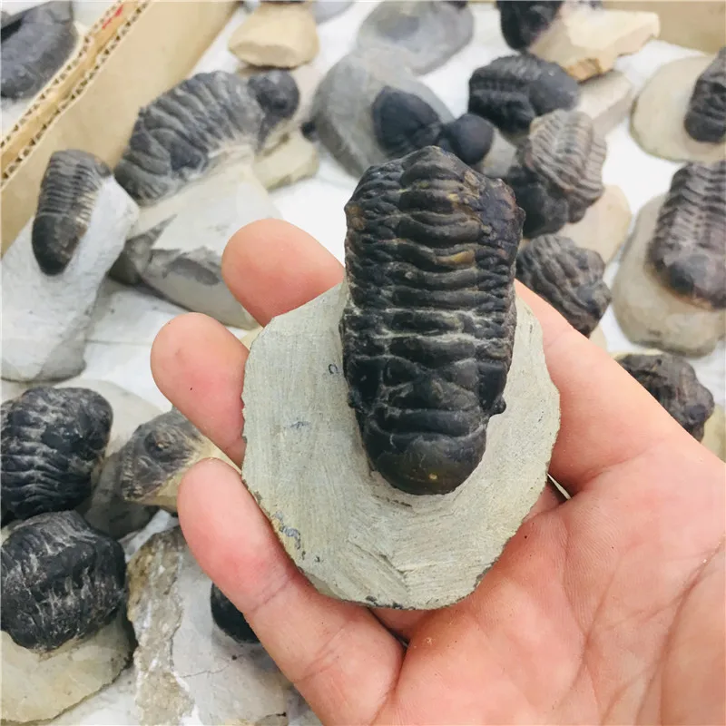 Натуральный кристалл fossil tetraphyllid fossil коллекция образцов 1 шт