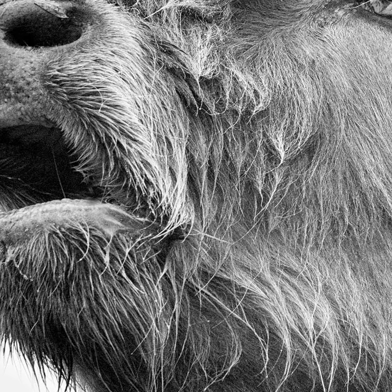 Highland крупного рогатого скота плакаты и принты стены искусства Скандинавская