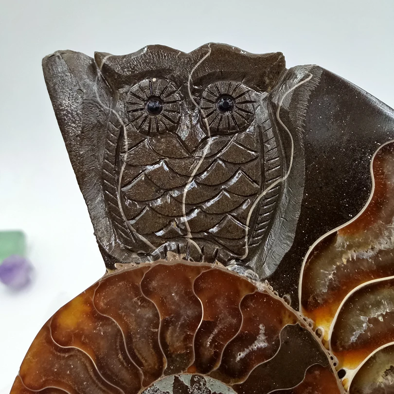 12-15 см Высокое качество ракушки наутильника резной череп исцеляющая сова