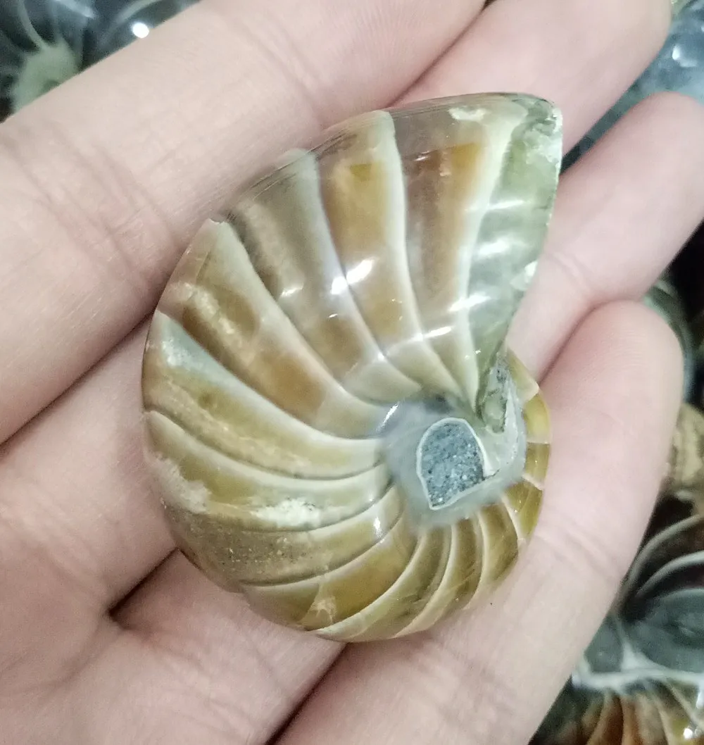 

65 г красивый попугай Раковины Ископаемые Кристальные раковины натуральный ископаемый раковины для подарка Восстанавливающий раковину