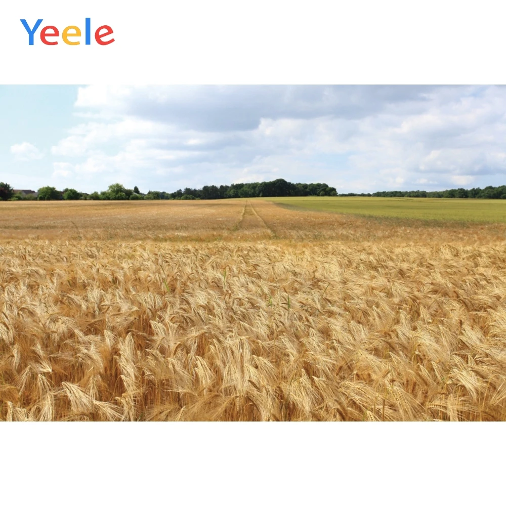 Yeele белые облака желтая Пшеница урожая поле осенние фотографии фоны