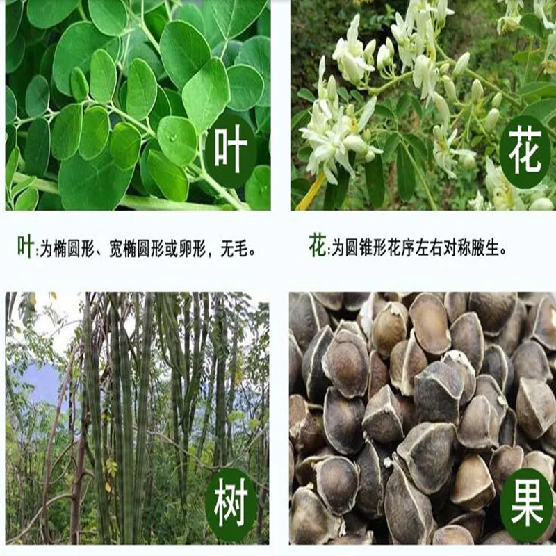 India Imports High-quality Original Ecological Health Spicy Wood Leaf Tea,Hypoglycemia,Hypotension, Detoxification,Free Shipping