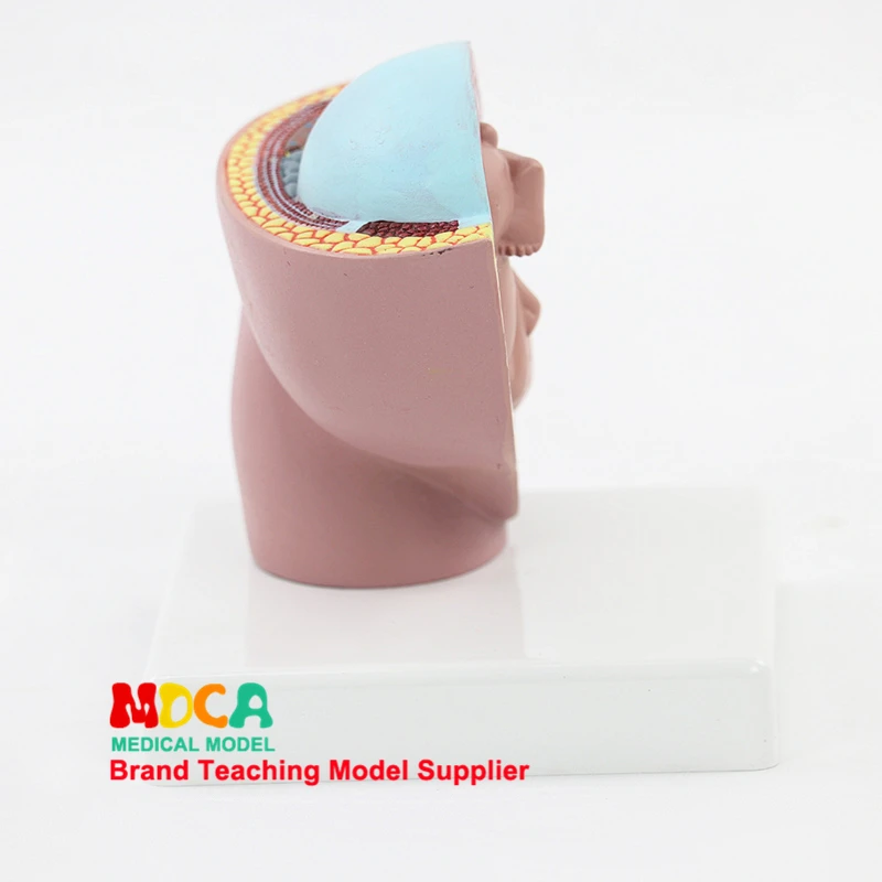 

Embryo pelvic cavity model midwifery teaching birth control medical didactical MPT001