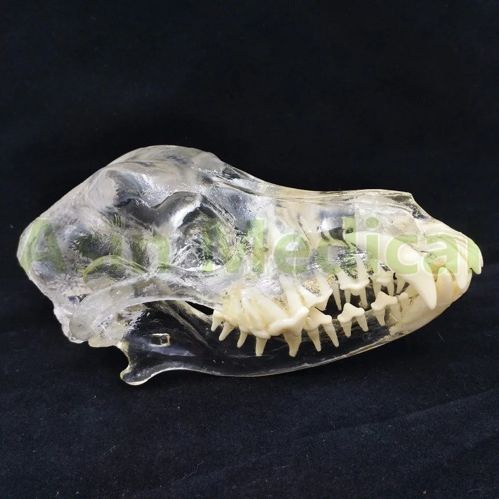 Новая модель зуба собаки зубы Череп челюсть прозрачное решение Обучающие модели