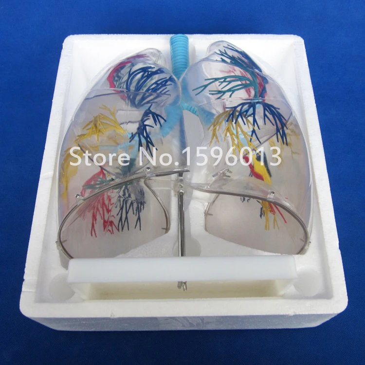 Прозрачная модель сегмента легких медицинская анатомия обучение легким|model