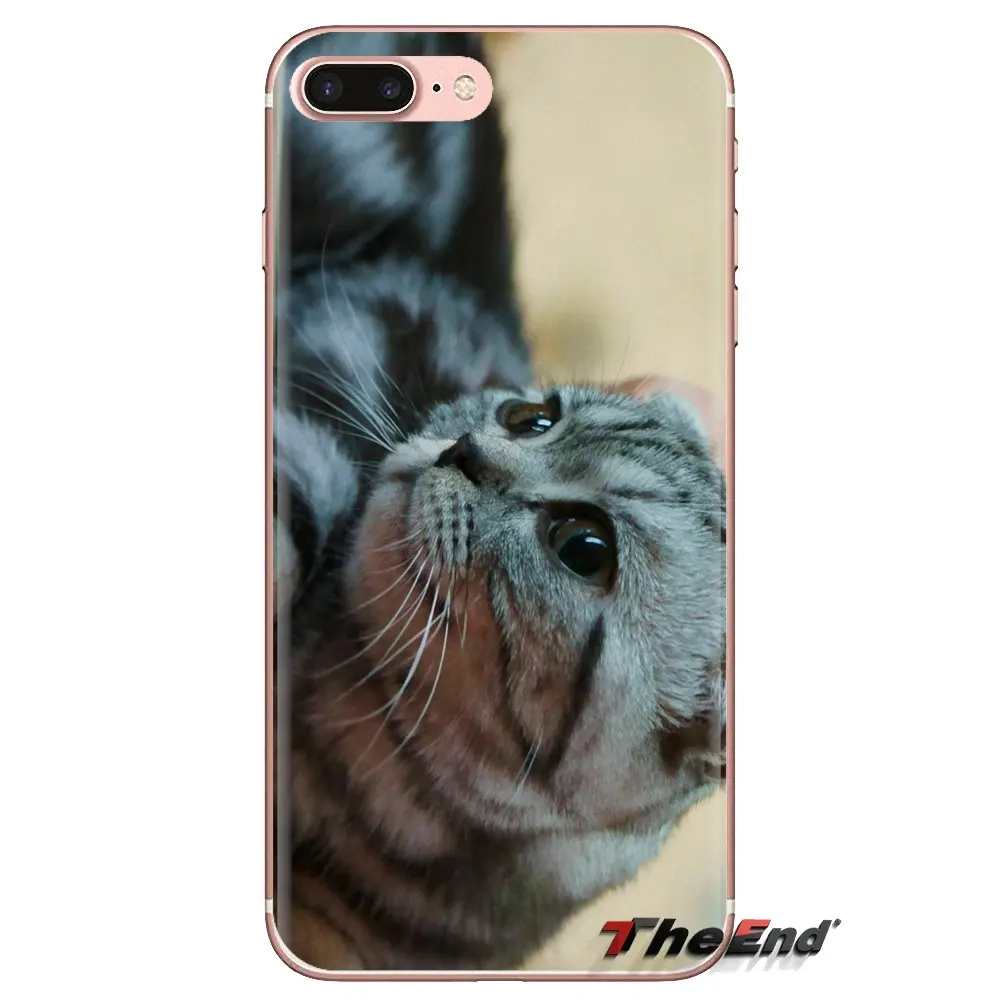 For iPod Touch Apple iPhone 4 4S 5 5S SE 5C 6 6S 7 8 X XR XS Plus MAX Silicone Skin Cover Scottish fold cat Felis catus Scotland |