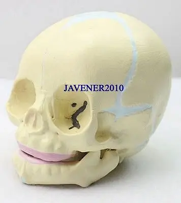 Человеческая анатомическая анатомия детский череп для плода|skeleton medical|medical modelhuman