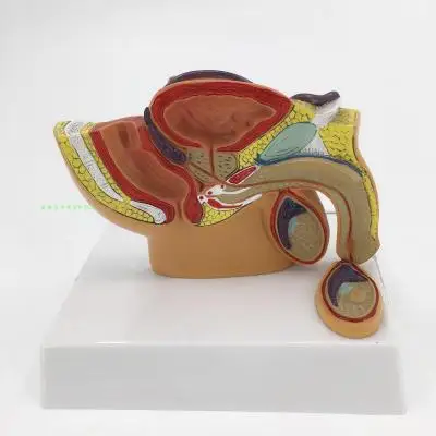 Обнаружение тазовой полости в мужской модели простаты тазовых яиц/глазных