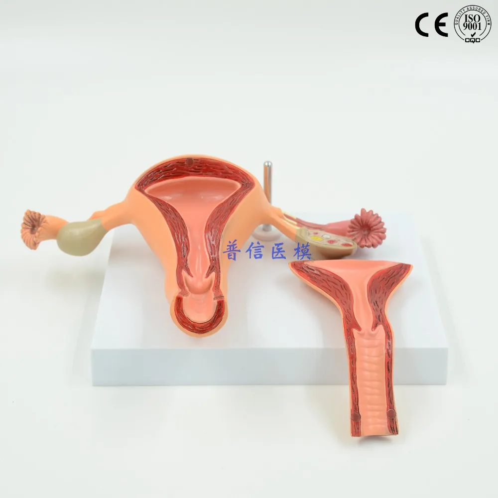 DongYun brand Uterus anatomical model  female internal genital organs model Medical Science teaching supplies