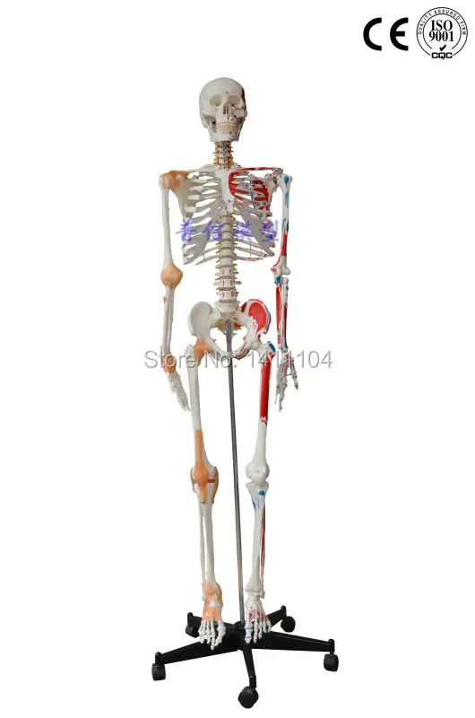 Бесплатная доставка большие кости для человеческого тела с связкой мышечной