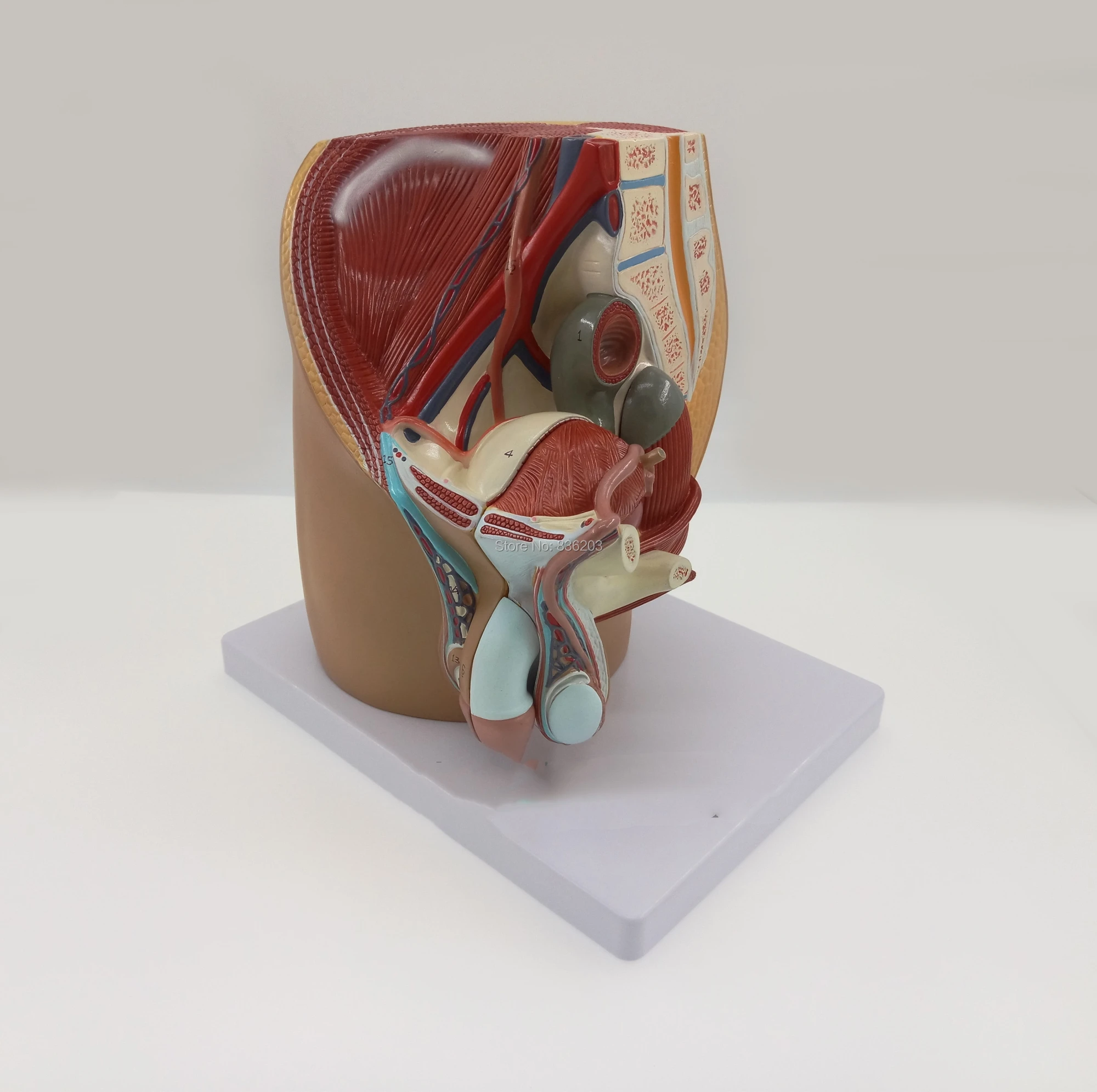 Человеческая Мужская генитальная система 4 детали травмирование искусственный