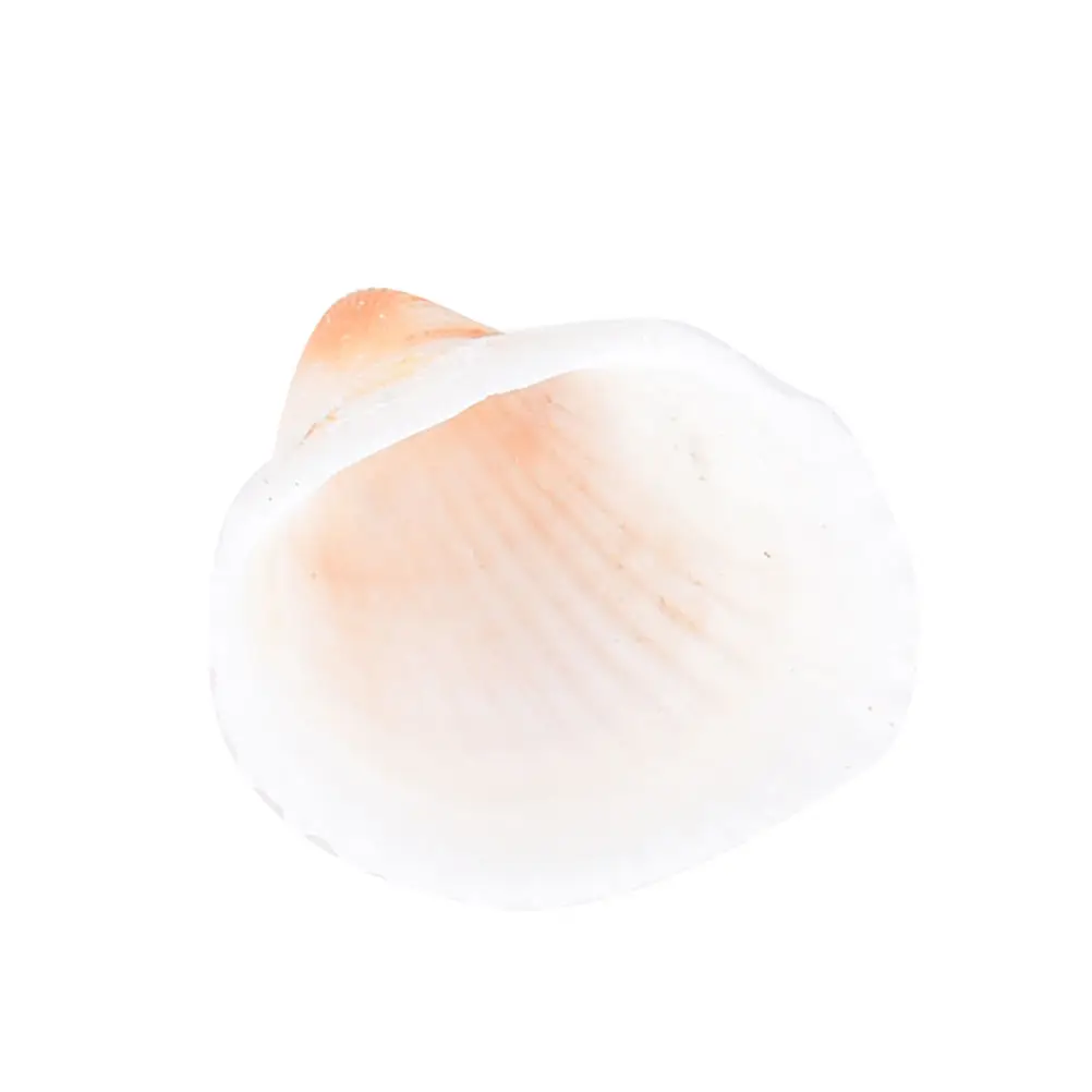 

20pcs Aquarium Mix Beach SeaShells Craft Natural Mixed Sea-Shells Mediterranean Wholesale