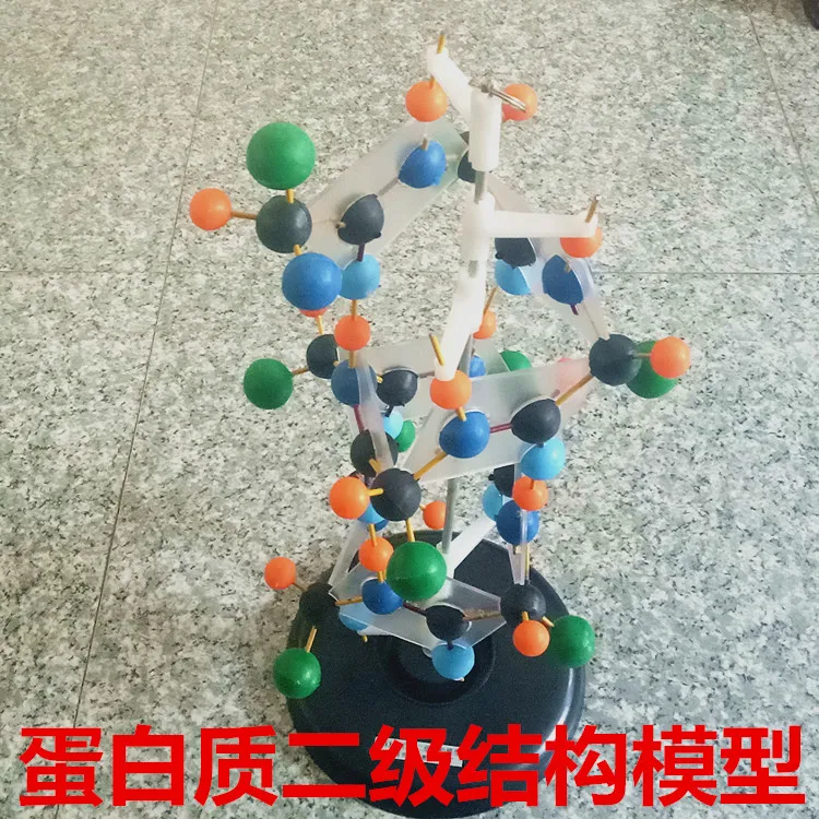 Secondary structure model of protein Biological teaching model experimental equipment