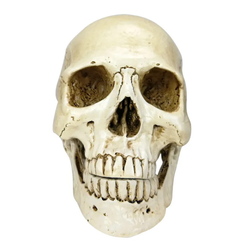 

High Quality 1:1 Halloween Skull Human Head Resin Replica Lifesize Home Decoration Decorative Craft