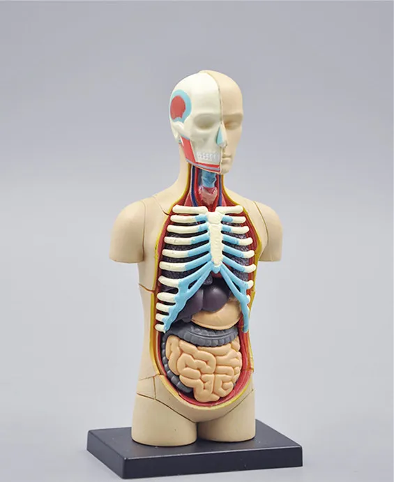Модель органов человека. Анатомическая модель. Анатомическая модель человека. Анатомический муляж. Анатомическая модель человека с органами.