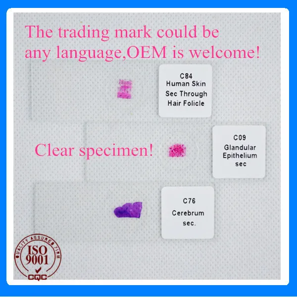 100 шт. образовательная ткань для гистологического исследования подготовленные