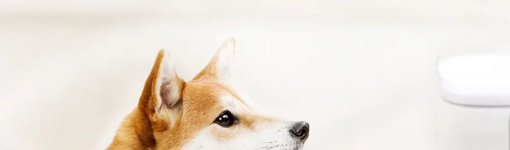 Xiaomi Youpin Pet диспенсер для воды фильтр для собак и кошек чистая вода белый цвет маленький питомец диспенсер для воды