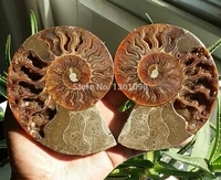 xd j00290 1 pair half cut ammonite shell jurrassic fossil specimen madagascar