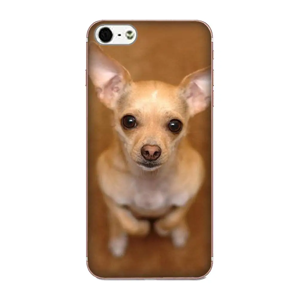 Мягкий чехол из ТПУ все что вам нужно это щенки Чихуахуа для Apple iPhone 4 4S 5 5C 5S SE 6 6S 7 8