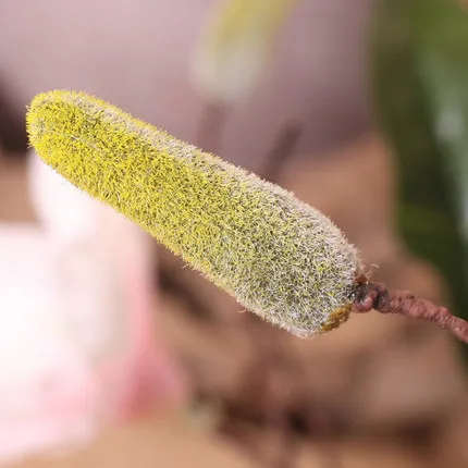 1 шт. поддельная Магнолия цветок лоза Шелковый лозы 180 см крем/Шампанское/Розовая