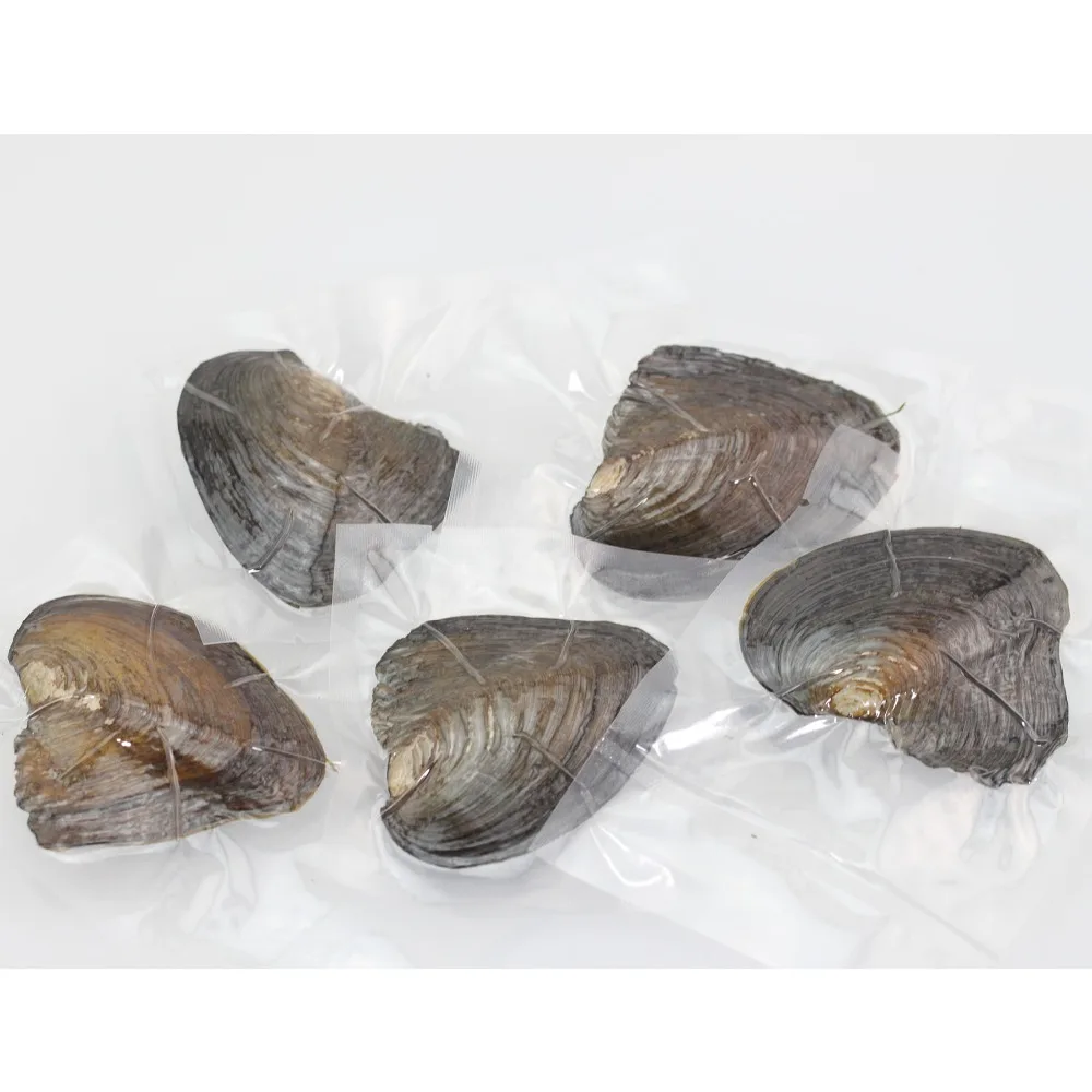 2018 Новый 20 шт./лот несколько жемчуг в пресной воде Oyster с AAA Класс Многоцветный
