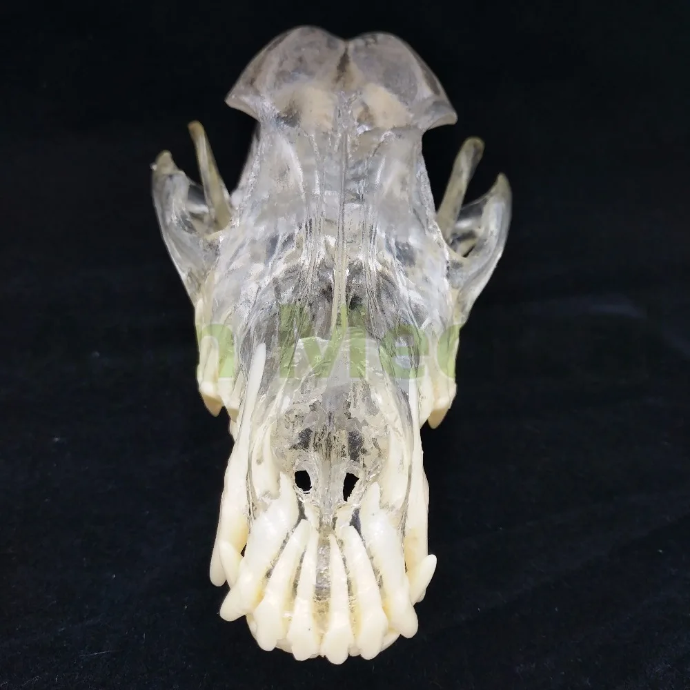 Новая модель зуба собаки зубы Череп челюсть прозрачное решение Обучающие модели