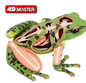 Модель 4D Master frog модель анатомии скелета visceral|Медицинская наука| |