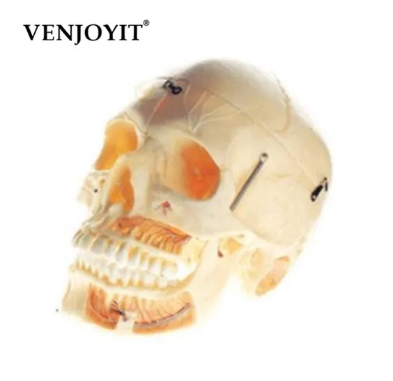 

Adult Skull with Blood Vessel and Nerves Model Life size Brand New 113