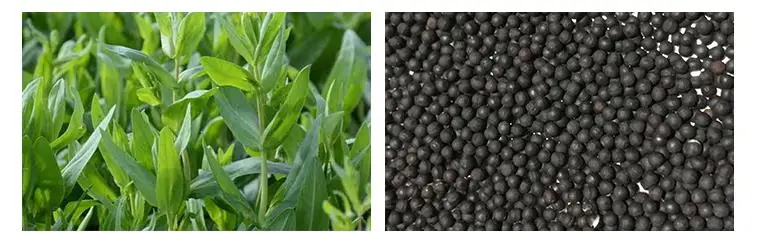 6000 шт. ушной столб аурикулярное применение cowherb seed massage stick модель диаграммы