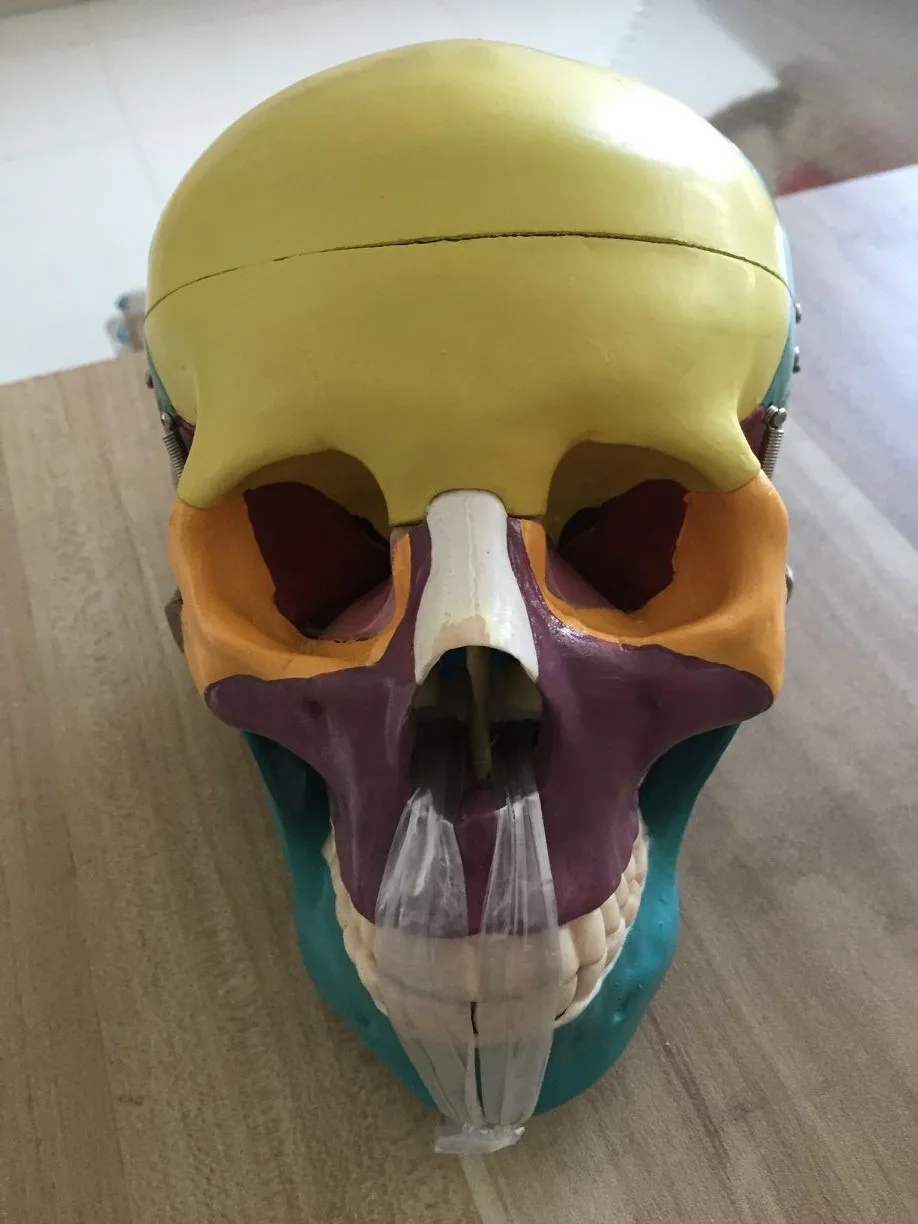 1:1 color head model the natural human skull adult anatomy of medical，Color disassembled anatomical | Канцтовары для офиса и