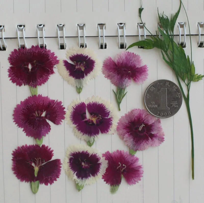 120 шт прессованный высушенный Гвоздика китайская Цветочная гербарий из растений