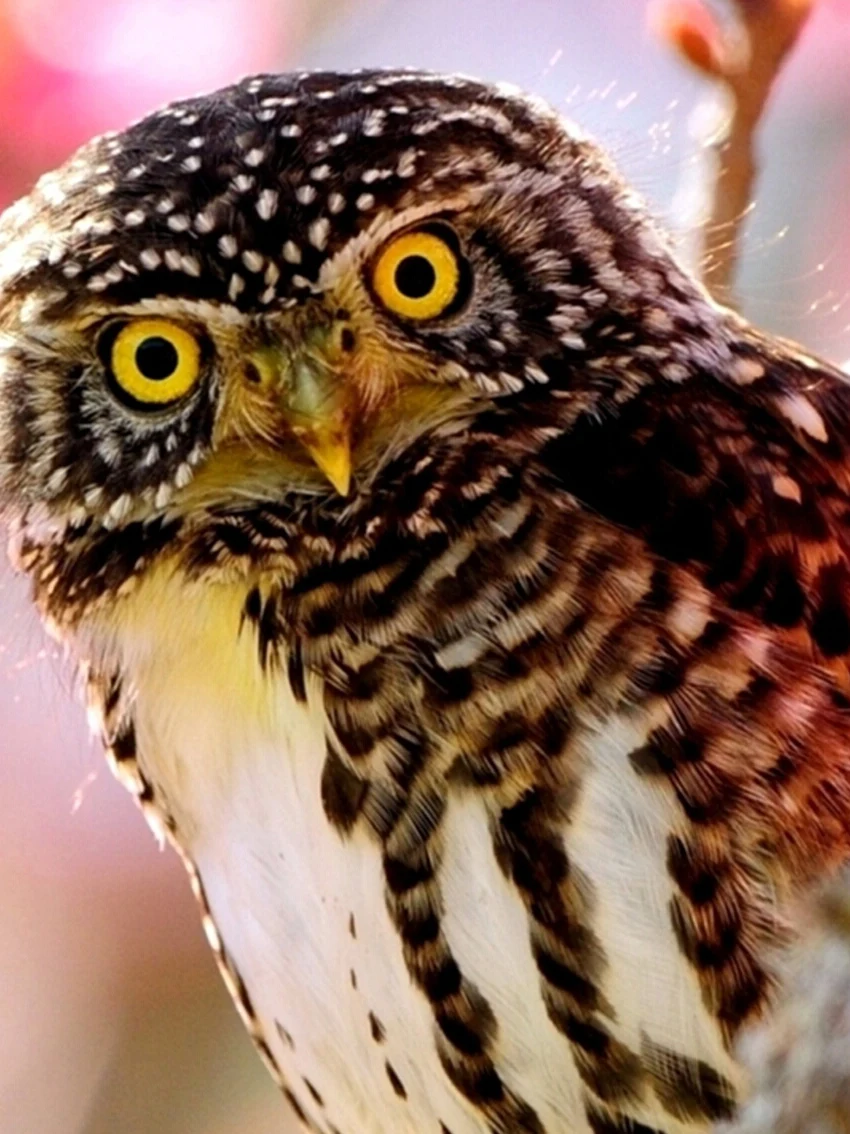 diamond embroidery owl mosaic full gear Cross-stitch painting rhinestones beadwork kits Embroidery crystals | Дом и сад
