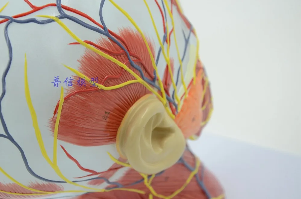 Бесплатная доставка и человеческий череп с мышечным нервным кровеносным сосудов