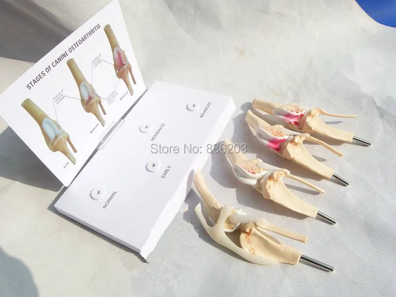 4 ступенчатый наколенник для собак и артрит анатомический модель скелета esqueleto