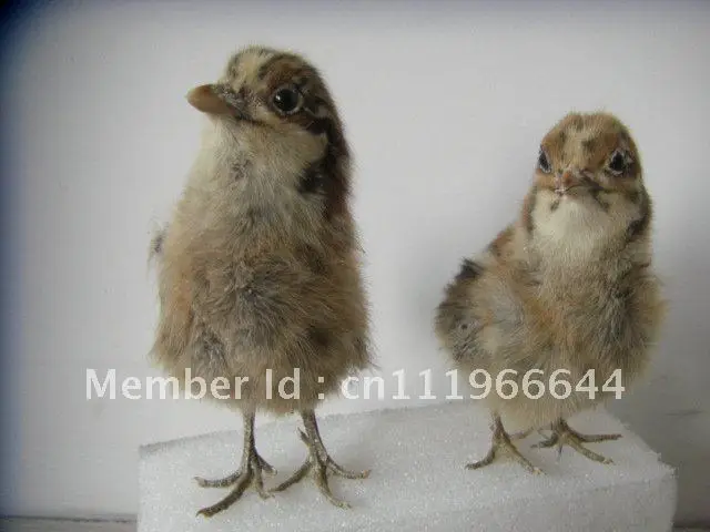 Taxidermy из настоящей курицы цыпленок 1 пара (2 шт.) милая птица|Статуэтки и миниатюры|