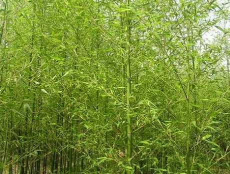 100seeds/bag Freshly picked bamboo seed Mao large rice edible seeds |