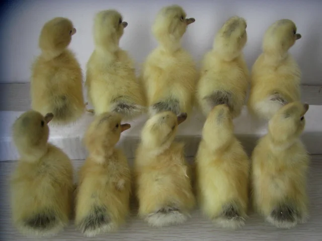 Taxidermy из утят образец настоящего утята 10 штук игрушки для консервированные