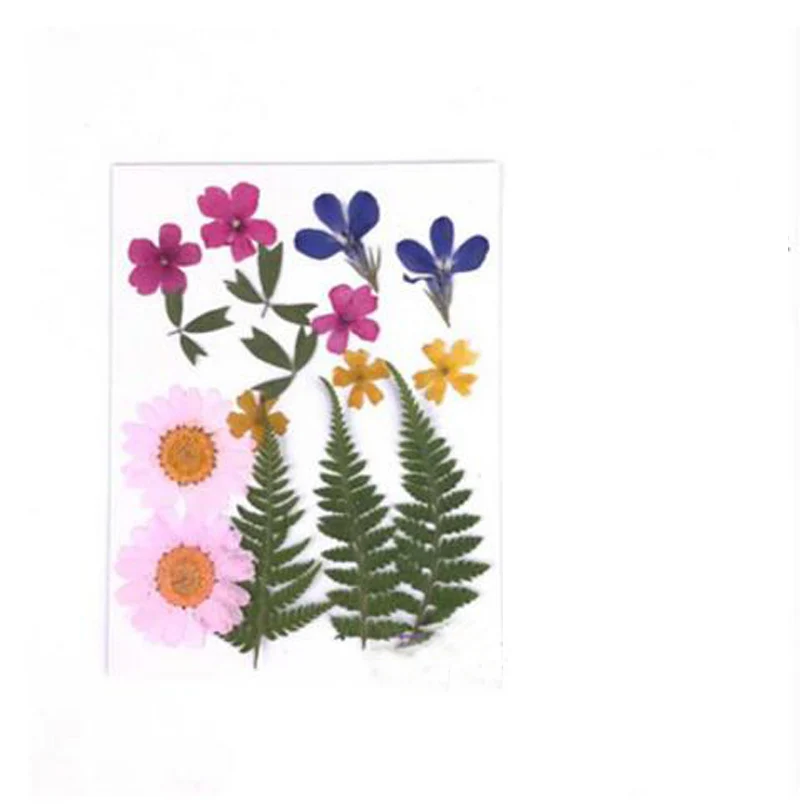 Смешанный прессованный высушенный лист + цветочные гербарий из растений для