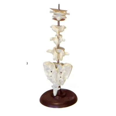Models of the morphological features of various vertebrae Medical education model 28*20*45cm free shipping