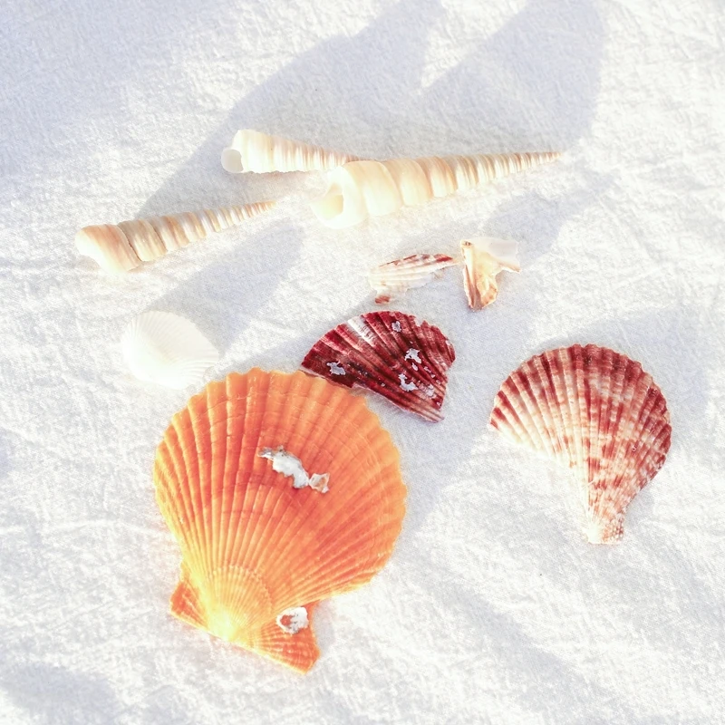 1 компл. Средиземноморский орнамент натуральный в виде ракушки Раковина Морская
