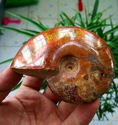 Натуральные раковины ископаемые образцы мадагаскарского производства|specimen| |