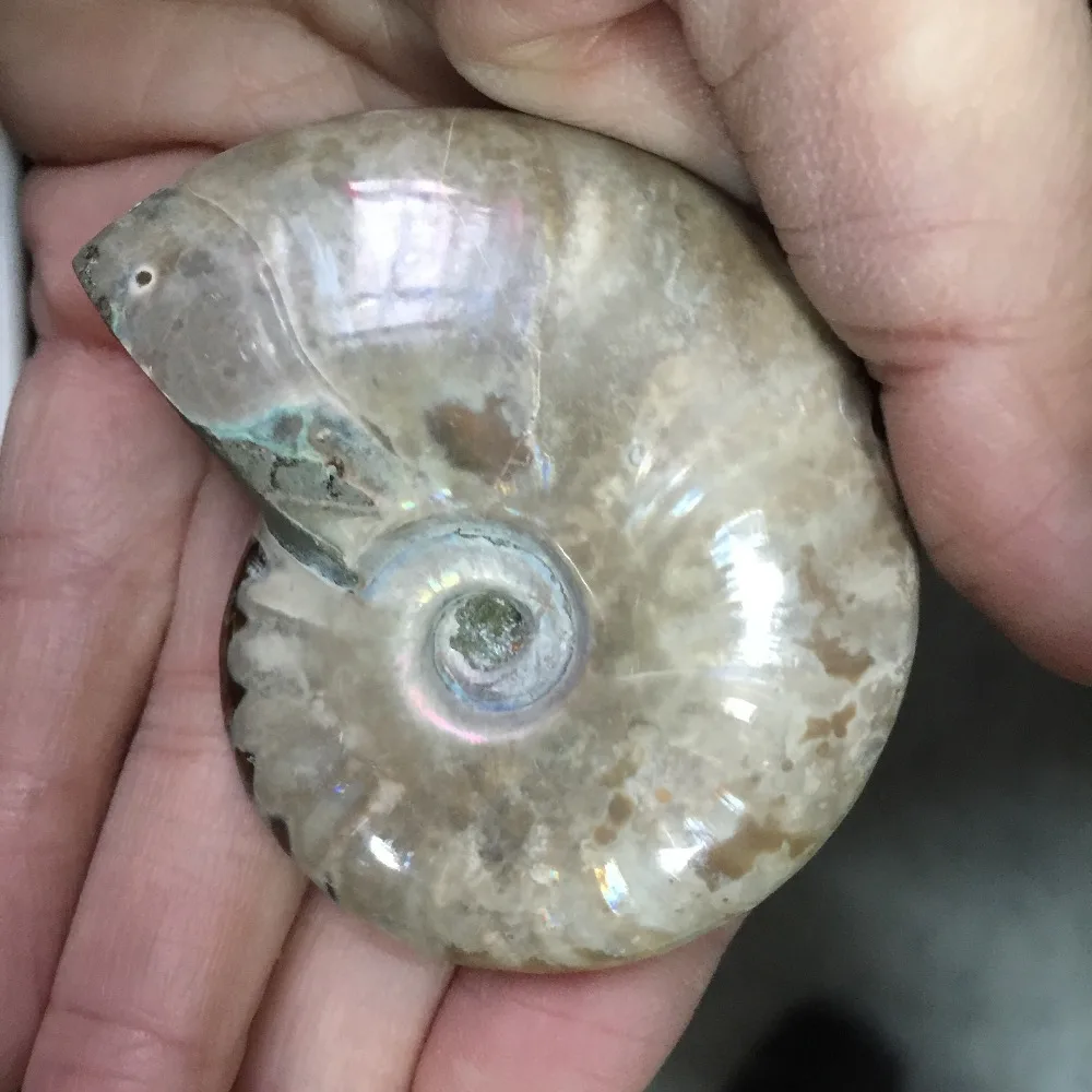 BG686 -- натуральный шероховатый Кристалл раковины аммония Fossil образец Manualidades для
