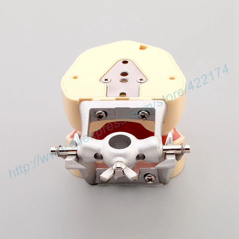

Free Shipping Standard dental model tooth teeth model dentist dentistry anatomical anatomy model odontologia