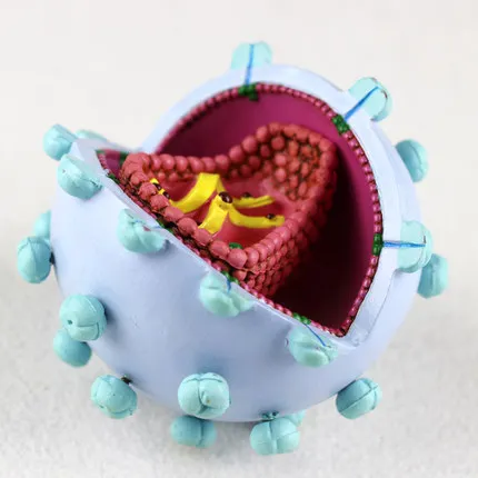 Модель вирусного человека демонстрационная модель со спидами и Cytopathic усилением