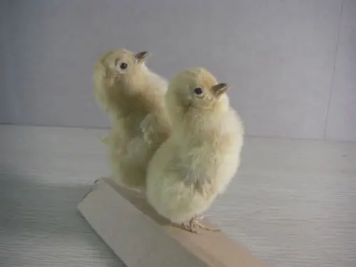 TAXIDERMY птица цыпленок 2 шт.|chicken whole|chicks videochick clothes |