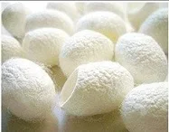 Бесплатная доставка отличное качество 100 шт./лот свежие натуральные коконы из