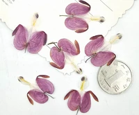 100pcs pressed dried lotus buds flower plant herbarium for jewelry phone case photo frame postcard bookmark making