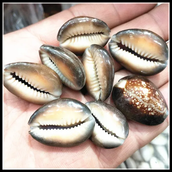 

20pcs nature saltwater shell beads original raw material of shell 15-20mm length mother of pearl nice beads for your collections